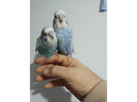 Çek ve jumbo muhabbet kuşu yavrular