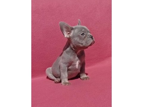 Ankara french bulldog