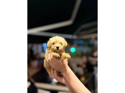 Maltipoo bebekleri