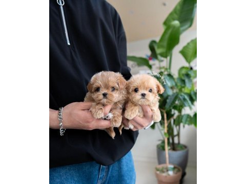 Maltipoo yavrular