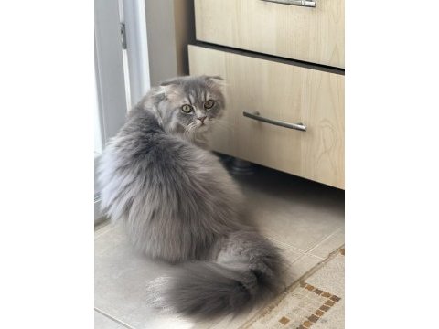 Oğluşumuza dişi kedi arıyoruz