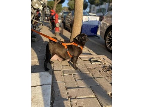 1.5 yaşında pug evde bakılıyor tuvalet eğitimi mevcut