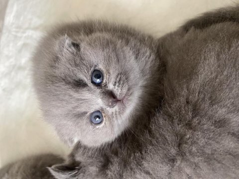 Dişi scottish fold