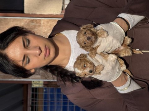 Maltipoo bebeklerimiz 