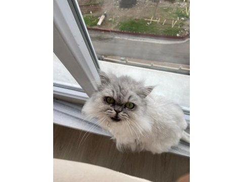 Chinchilla kedimi sahiplendirmek istiyorum