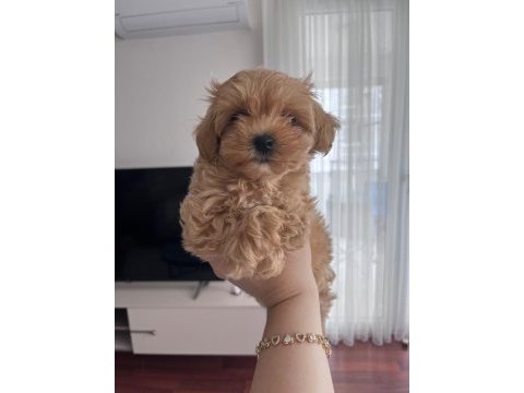 Fırsat yavruları bebek yüzlü maltipoo