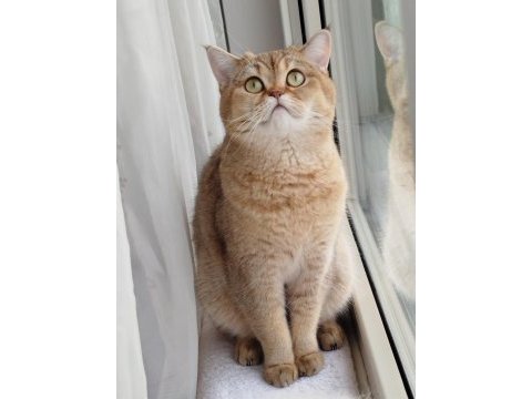 British shorthair lilac dişi yavru