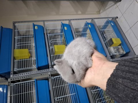 Cüce tavşan