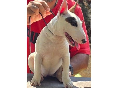 Miniature bull terrier dişi