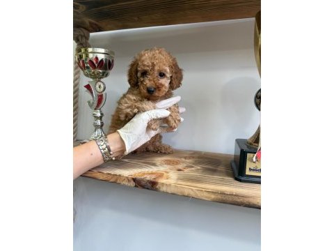 1. kalite maltipoo