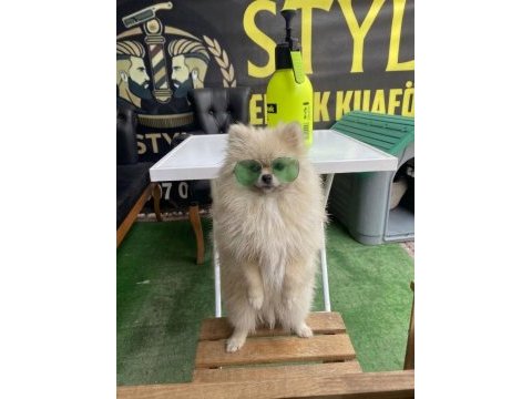 10 aylık dişi 2 kg pomeranian