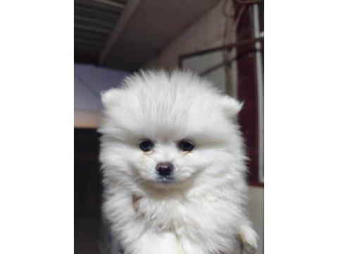 Pomeranian boo köpeğimiz