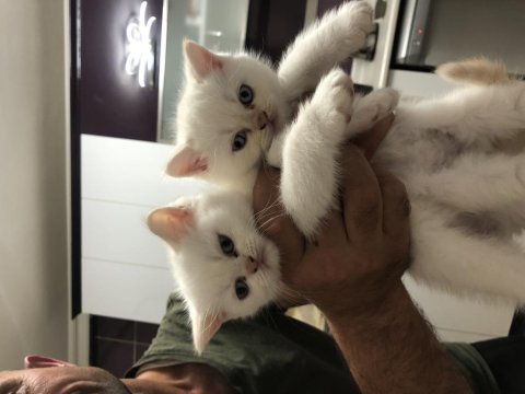 Mavis gözlü akıllı iran chinchilla yavrularım