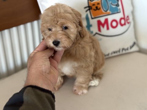 Petmode köpek çiftliğinden maltipoo yavrularımız