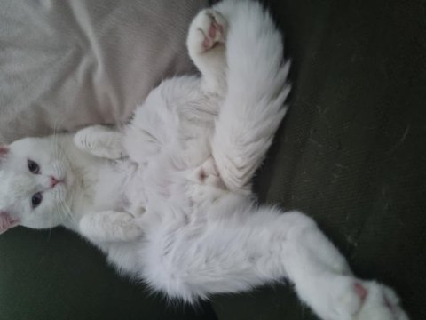 Ücretsiz british shorthair acil yuva