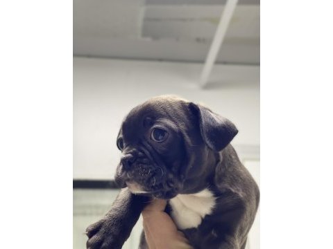 French bulldog 60 günlük