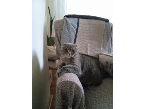 Yakışıklı scottish fold oğluma aynı ırktan eş arıyorum