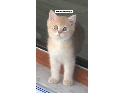 3 aylık erkek ay11 british shorthair