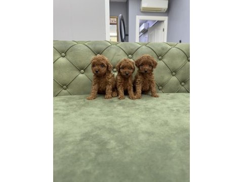 Tea cup ve toy boy da red brown kore poodle yavrularımız