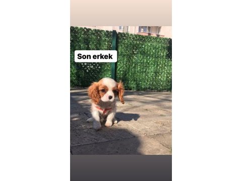 Cavalier king charles köpeğimiz