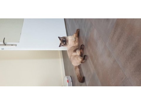 11 aylık british shorthair çiftleştirme