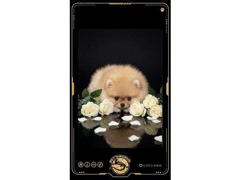 Mini pomeranian boo yavrularımız