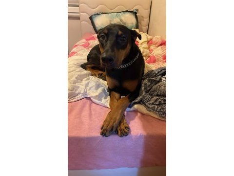 1 yaşında dişi doberman