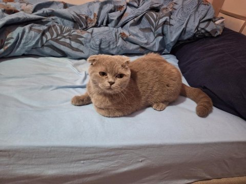Scottish fold erkek kedimiz