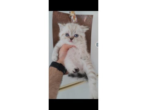 British shorthair kedisi