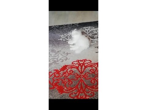Beyaz melekler scottish fold longhair 4 yavru mevcut