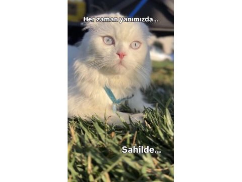 Scottish fold longhair