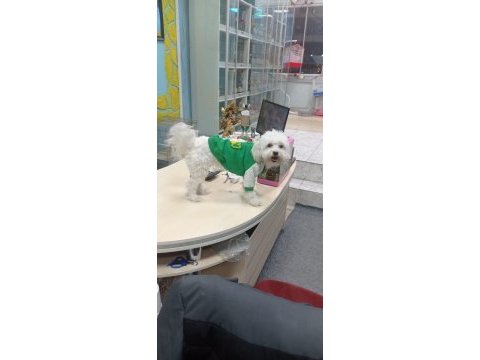 Ev ortamına uyumlu dişi maltese terrier
