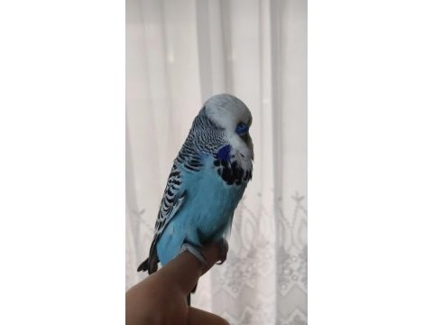 2 yaşında erkek show jumbo kuşlar