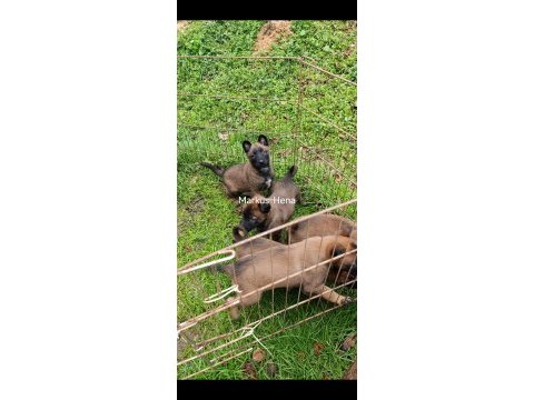 Şecereli malinois köpekler