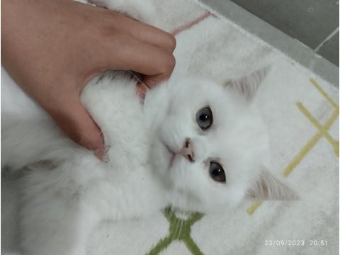 Orjinal safkan british shorthair yavrular