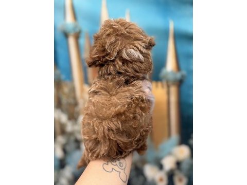 Orijinal en sevimli kore maltipoo