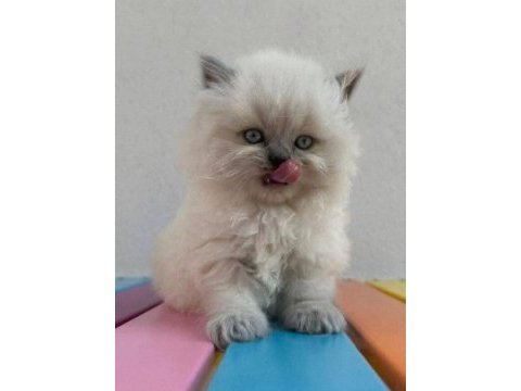 52 gunluk british longhair blue point yavru