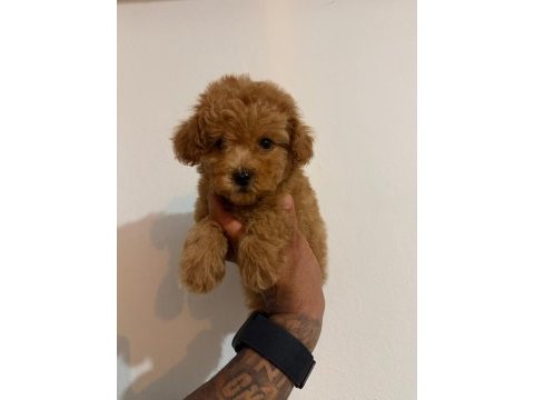 Toy poodle bebekler