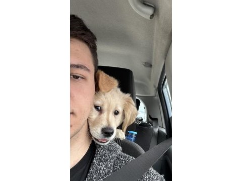 3 aylık akıllı golden retriever yavru