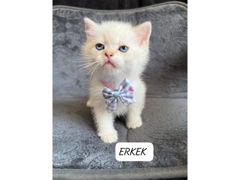British shorthair paşam uyguna verilecek