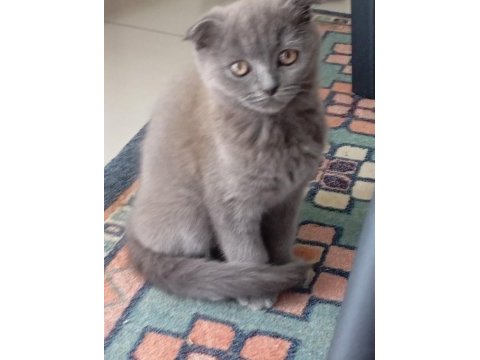 Scottish fold kedisi