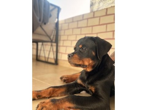 A şecereli erkek rottweiler yavrularım