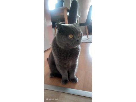 Scottish fold badem yuvasını arıyor