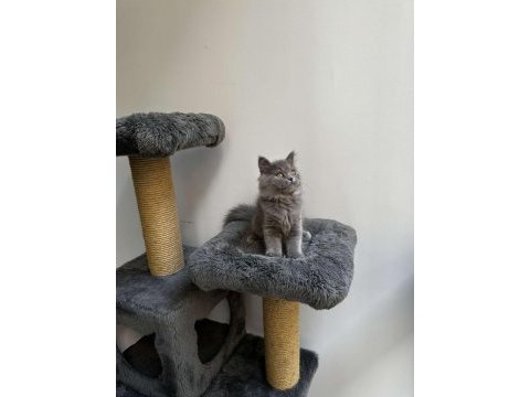Gri british longhair cinsi yavrumuza yuva arıyoruz