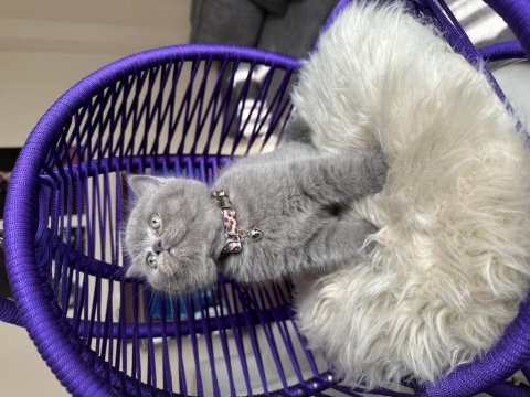 British shorthair safkan yavru