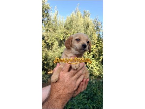 Chihuahua yavrumuz