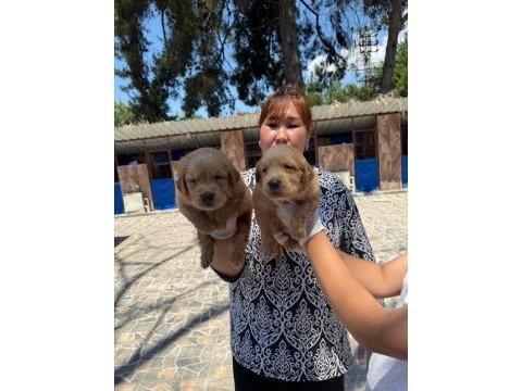 Golden retriever yavrularımız ruhsatlı çiftliğinden