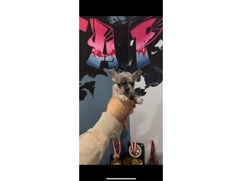 Safkan egzotik french bulldog yavrularımız 45 günlük