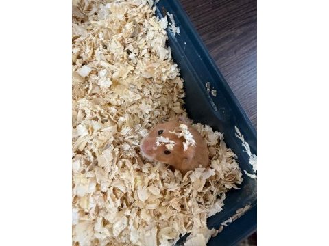 Ücretsiz 2 adet hamster