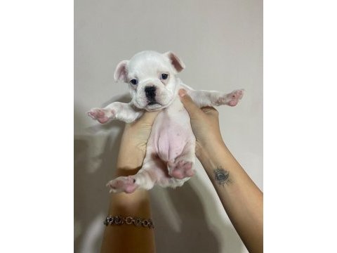 French bulldog 40 günlük yavru